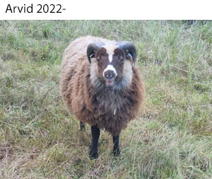 Arvid 2022-x.jpg